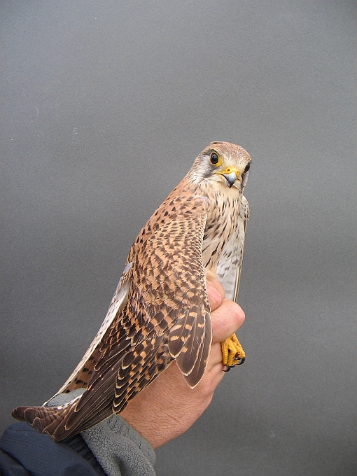 Common Kestrel, Sundre 20070513